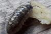 Armadillidium vulgare
